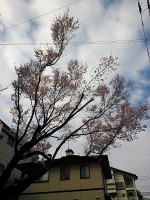桜が開花しましたね～(^○^)