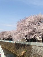 桜満開です(^O^)／