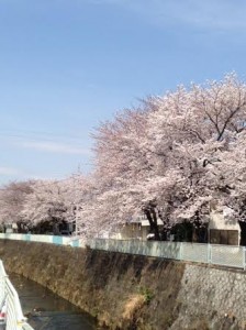 miyagi 桜