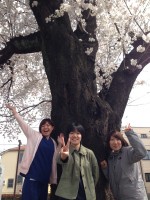 公園で桜満開まる