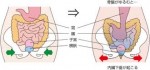 産後骨盤のおススメ　内臓編