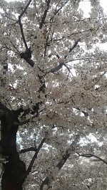 桜の季節ですね。