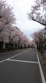 桜満開です♪