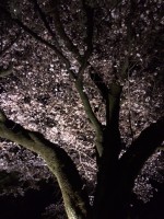 夜桜♪