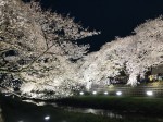 野川の桜 ライトアップ