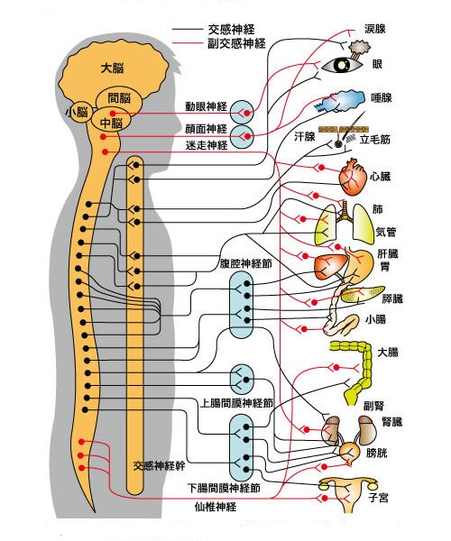 内臓支配神経