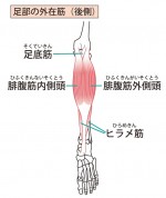 筋肉モリモリ！！